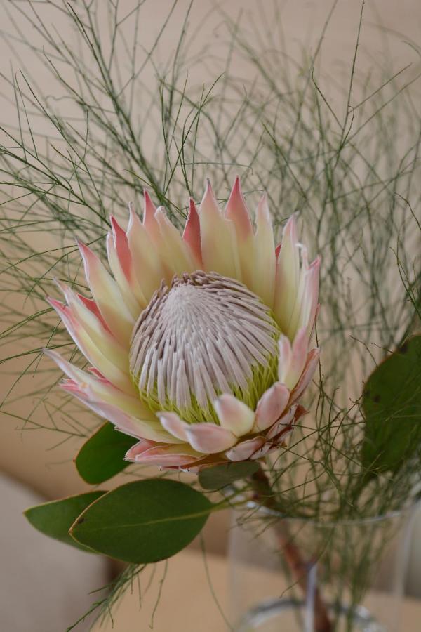 Pta East Guest House Pretoria-Noord Buitenkant foto